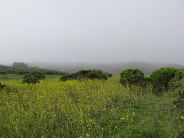 Santa Cruz Mountains